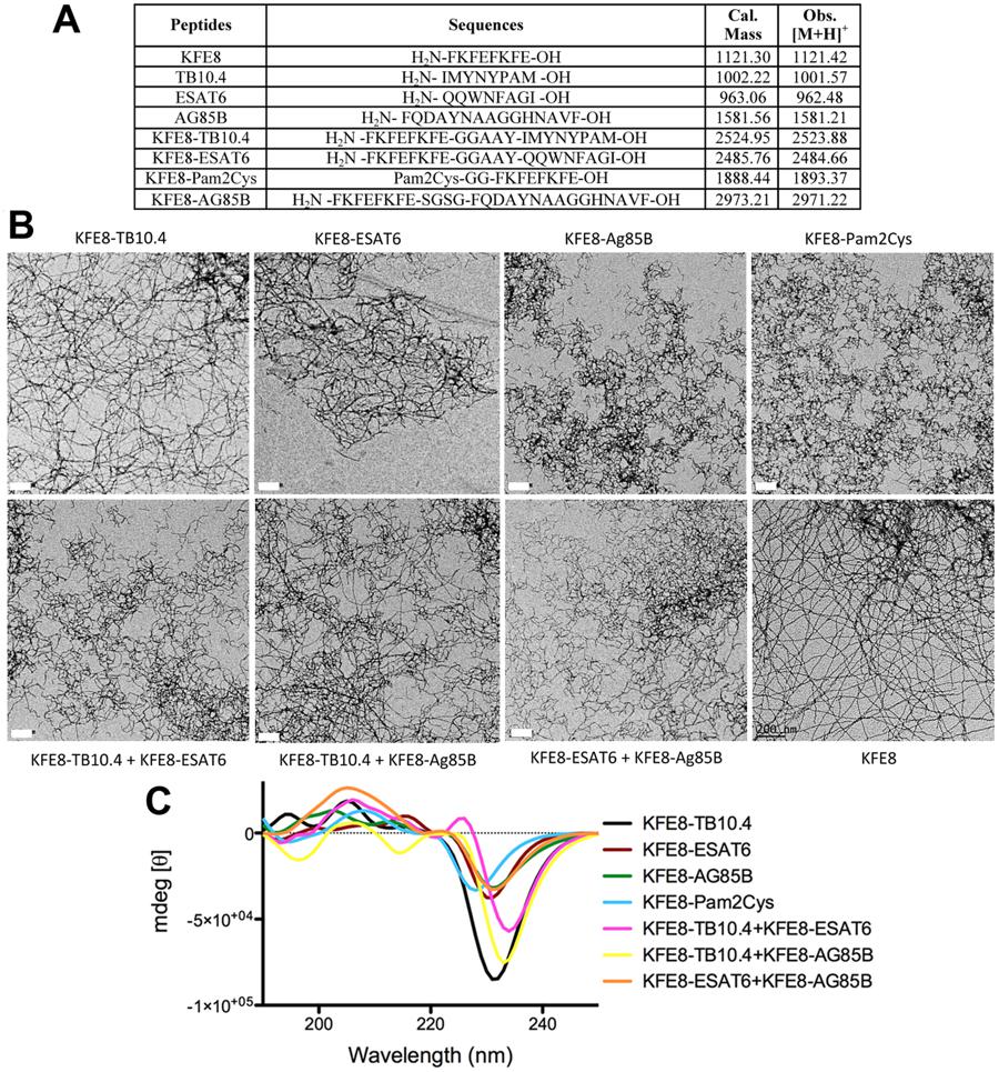 Sci. Rep.：自组装肽纳米纤维促进BCG引发的结核分枝杆菌的细胞免疫