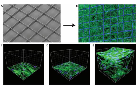 ADV MATER ：“3D打印”+“静电纺丝”：制备图案化微纳米纤维支架结构