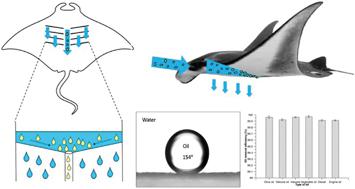 Environ. Sci.: Nano：受蝠鲼鳃启发构建高效、持续油水分离电纺膜