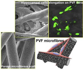 POLYMER：一种用于神经组织工程的新型多孔（PVF）微米纤维支架的研制