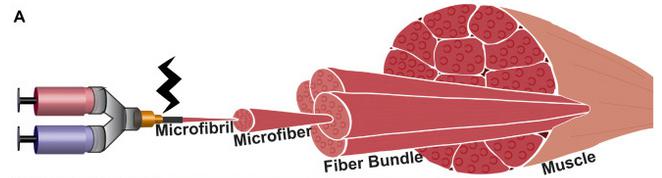 BIOMATERIALS：基于静电纺丝制备的可修复血管化骨骼肌的定向纤维